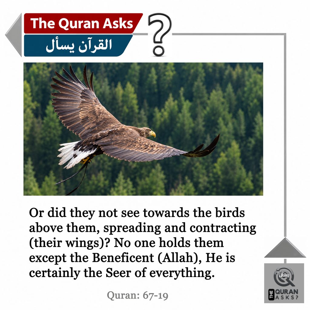 The Quran Asks (67:19)