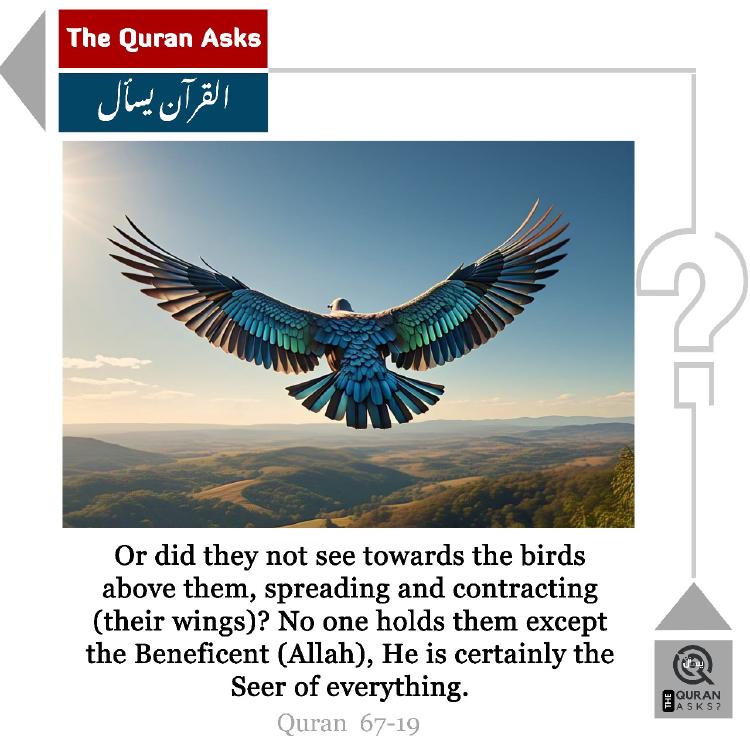 Did they not see (67:19)